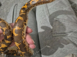 Sand boa
