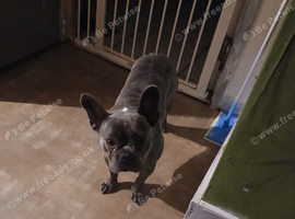 Frenchie for sale