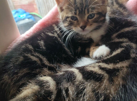 Adorable Kittens &pound;80