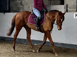 14.2hh pony club/showjumping/all rounder