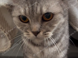 Molly grey  tabby  British shorthaired girl