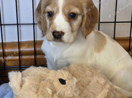 Cocker spaniel puppies