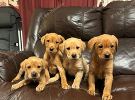 Chunky Labrador Girl Pups