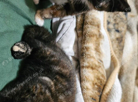 Two Beautiful Female Kittens Looking for a Loving Home