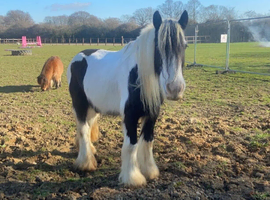 Beautiful Gypsy Cob Mare &ndash; Approx. 14.2hh