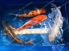 Koi