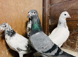 Pigeons Pakistani highflying
