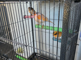 Harlequin canaries