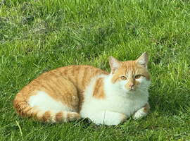 Male cat needs a good home