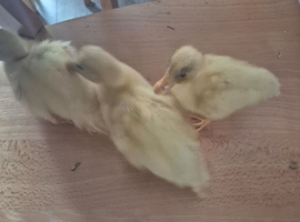 3 white call ducklings