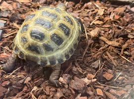 Horsefields Tortoise juvenile 100mm +