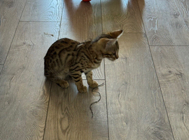 Bengal kitten