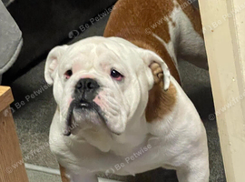 Duke