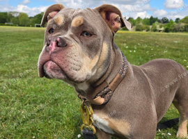 Phoebe is looking for new home