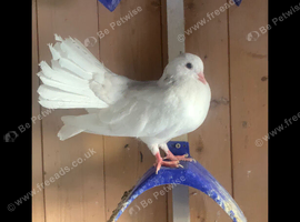 White fantale bird