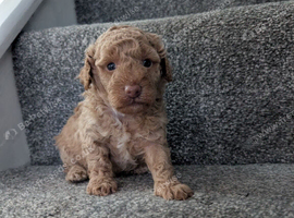 Toy poodle puppy's