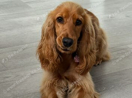Cocker Spaniel girl