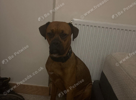 Boxweiler URGENTLY needing rehoming
