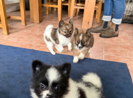 Adorable Pomchi Puppies For Sale
