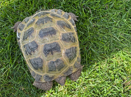 Horsefield tortoise 7 years old