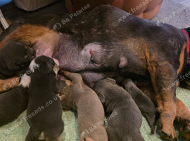 Absolutely  adorable  English  bulldog  baby's for sale
