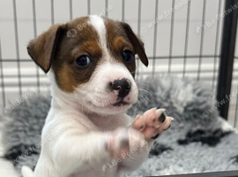 Traditional mini Jack Russell pups