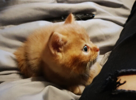 British shorthair cross kittens for sale