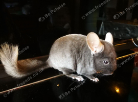 CHINCHILLA BABY 3 MONTHS OLD FOR SALE NOW FELTHAM TW13, MIDDLESEX