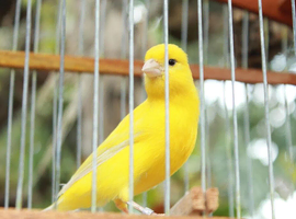 Canary for sale