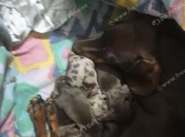 Dachshund puppys