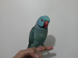 Male indian ringneck