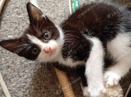 Female cute kitten for sale in Bradford.