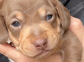 Stunning Purebred Miniature Dachshund Puppies - Chocolate & Tan Parents