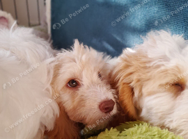 Fabulous Mini Sproodle Pups