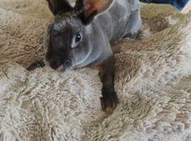 Beautiful mini Rex female
