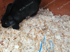 Mini lop x american blue