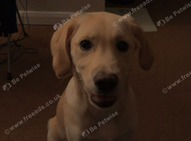 4 month Labrador retriever