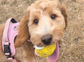 Beautiful female 8 months for sale.