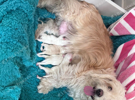 Bichon fries