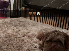Shipoo stud 1.5 years old