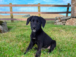 Gorgeous Cocker Spaniel x Collie puppy
