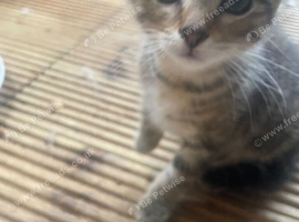 Tabbies and black and white kittens