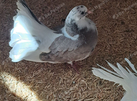 4 young fantails