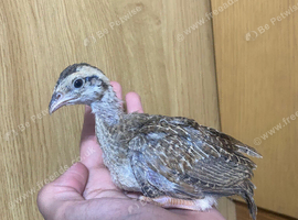 Pair of gora teetar chicks
