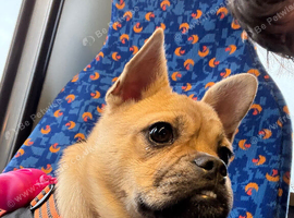 Frug bitch