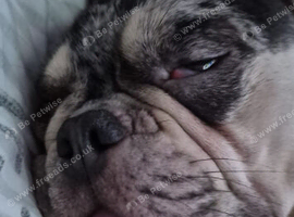 Chocolate merle frenchie