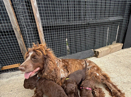 For sale genetically clear cockapoo