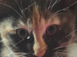 Two kittens for sale