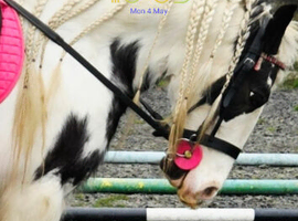 LAND & STABLES NEEDED