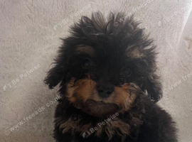 Adorable cockapoo puppies for sale